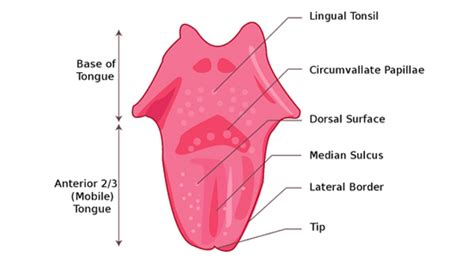 tounge|Tongue: Definition, Location, Anatomy & Function